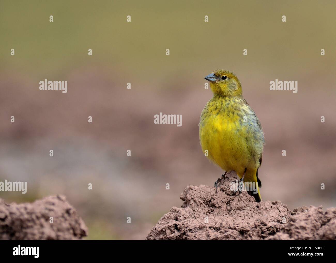 finch jaune à rumissement vif (Sicalis uropygialis), perching mâle sur une terre, vue de face, Pérou Banque D'Images