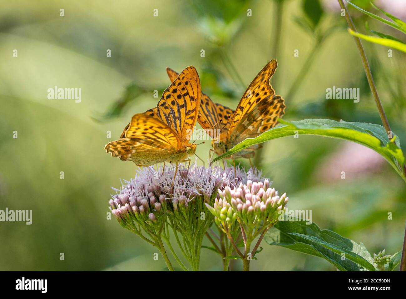 Fritillaire lavé à l'argent (Argynnis paphia), deux mâles sucrant le nectar à une corde sainte, Allemagne, Bavière Banque D'Images