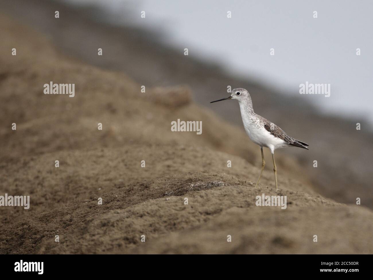 ponteur de marais (Tringa stagnatilis), dans (présumé) premier plumage d'été debout sur la digue terrestre, Thaïlande, Pak Thale Banque D'Images