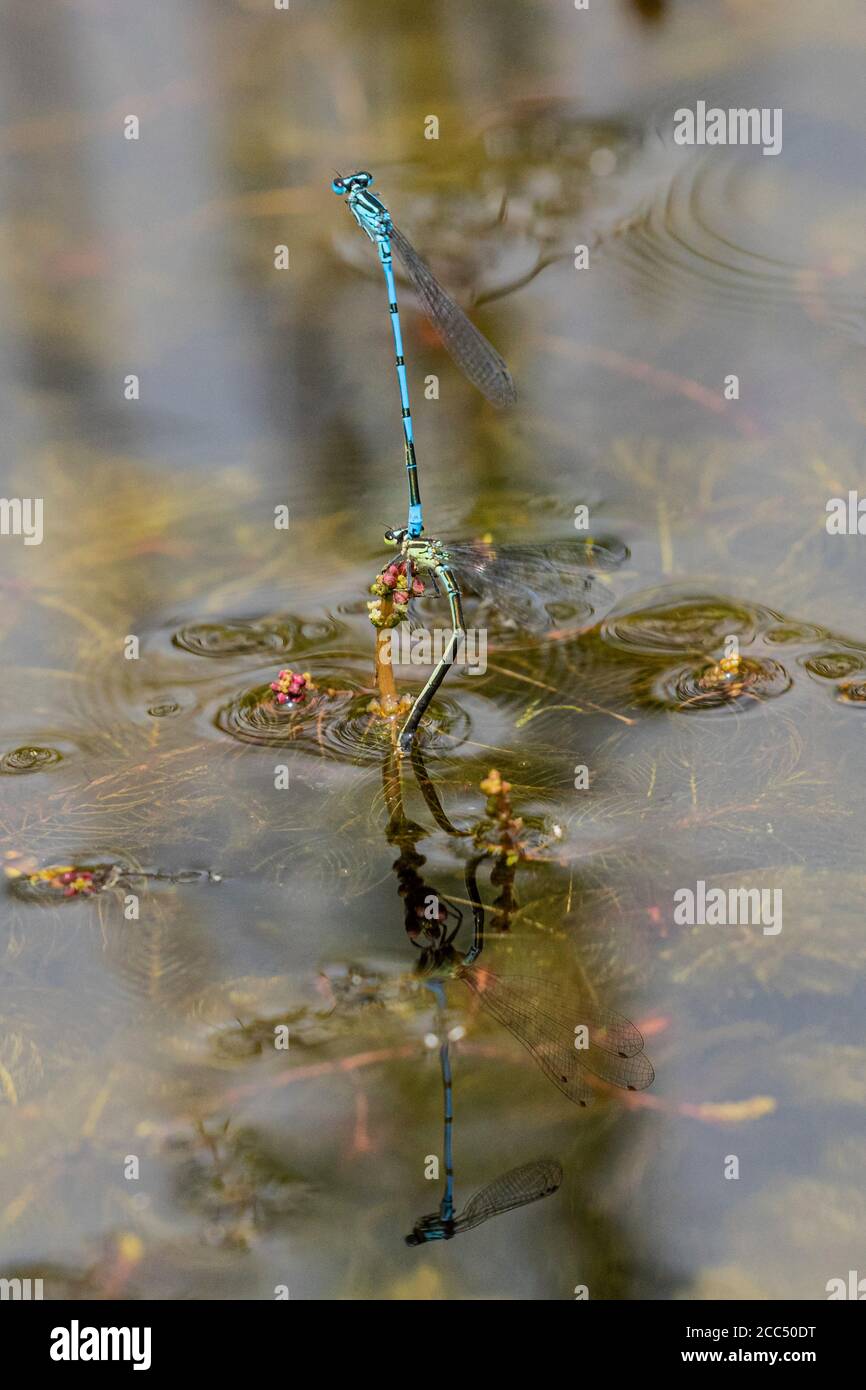 Coenagrion commun, mouche d'azur (Coenagrion puella), paire d'œufs pondus sur Myriophyllum, Allemagne, Bavière, Erdinger Moos Banque D'Images