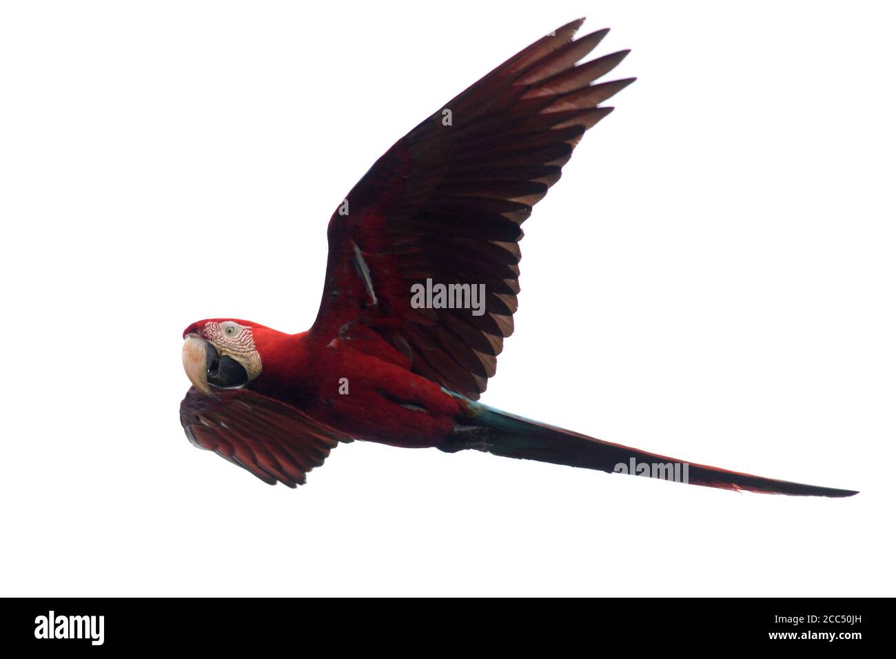 Macaw à ailes vertes, Macaw rouge et verte (Ara chloroptera), en vol, Pérou, parc national de Manu Banque D'Images