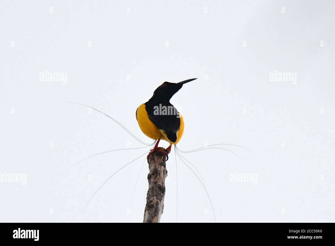 Oiseau de paradis à douze fils (Seleucidis melanoleucus, Seleucidis melanoleuca), masculin, Indonésie, Nouvelle-Guinée occidentale Banque D'Images