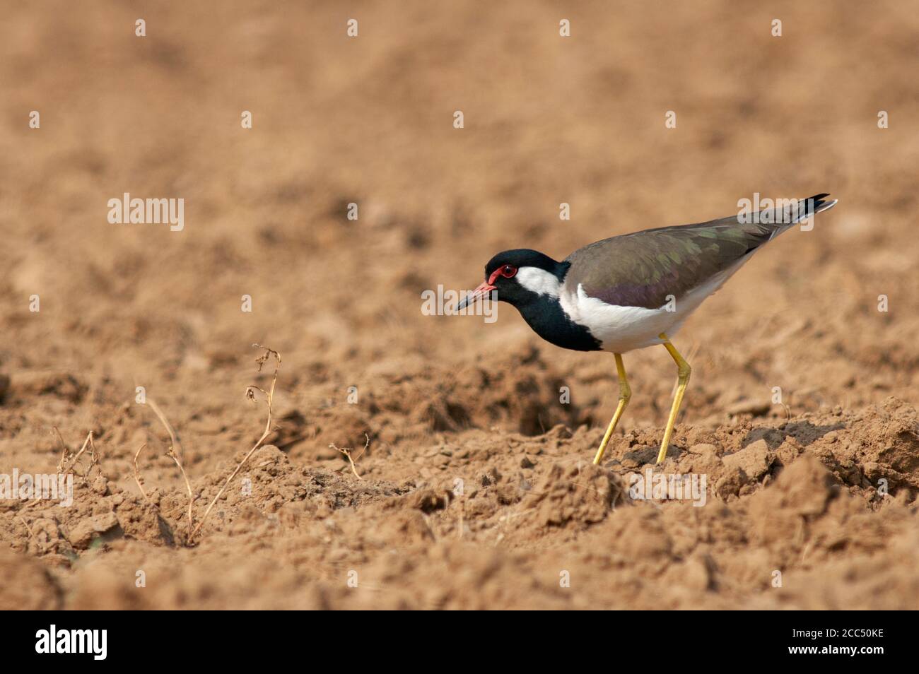 Pluvier à puissance rouge, laponre à puissance rouge (Hoplopterus indicus, Vanellus indicus), adulte vivant dans le champ agricole rural, Inde Banque D'Images