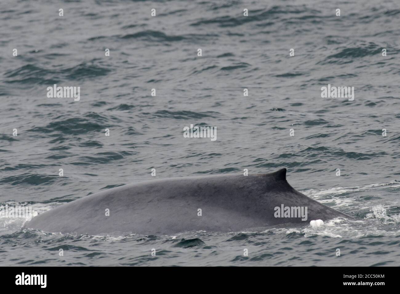 Baleine bleue (Balaenoptera musculus), nageant au large de la côte insulandique, Islande Banque D'Images