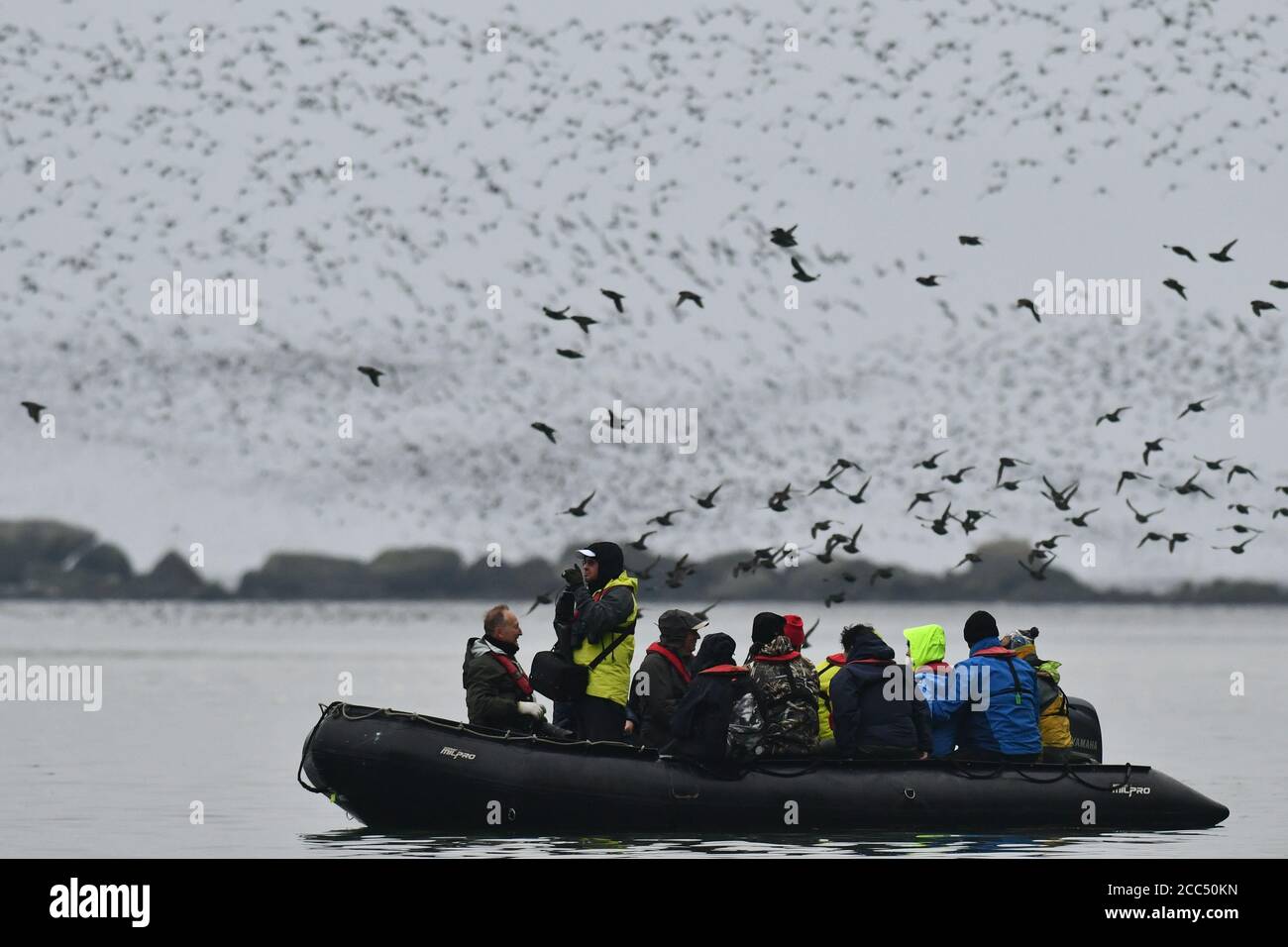 Auklet à crête (Aethia cristatella), se rassemblant au crépuscule dans la caldeira de Yankicha dans la mer d'Okhotsk, Russie, Kurilen Banque D'Images