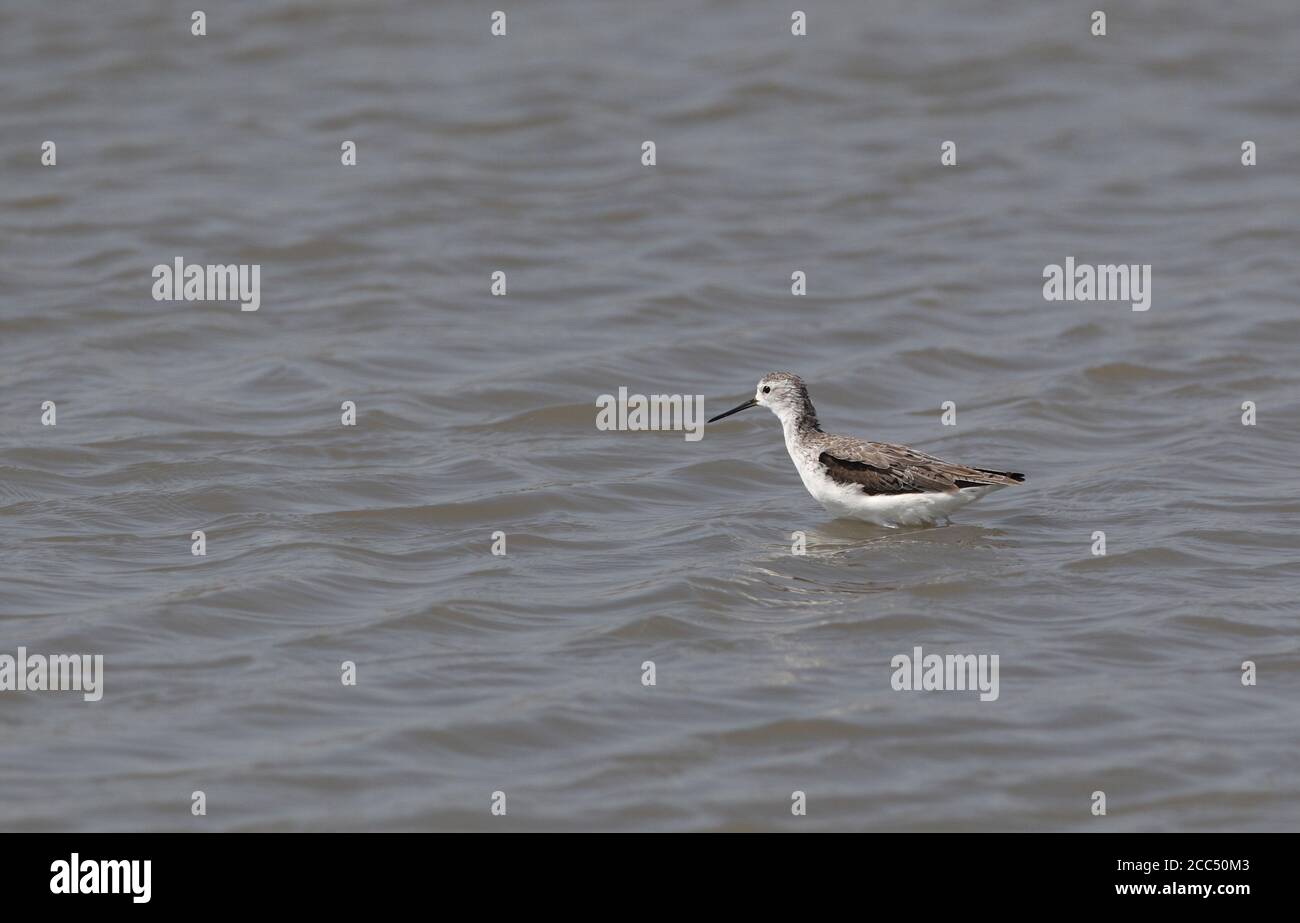 ponteur de marais (Tringa stagnatilis), dans (présumé) premier plumage d'été en eau peu profonde, Thaïlande, Pak Thale Banque D'Images