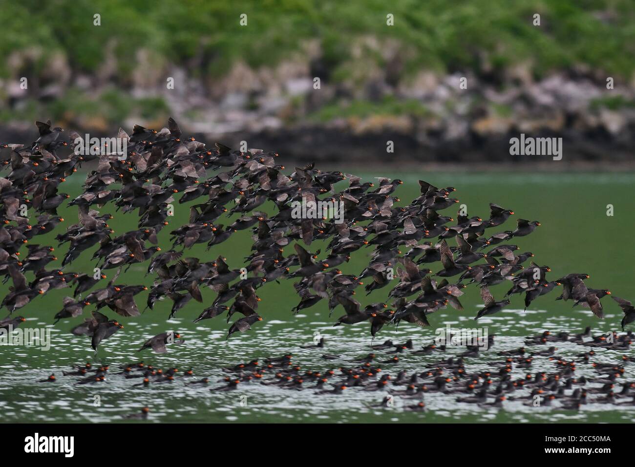 Auklet à crête (Aethia cristatella), qui se réunit au crépuscule dans la caldeira de Yankicha, en Russie, dans les îles Kouriles Banque D'Images