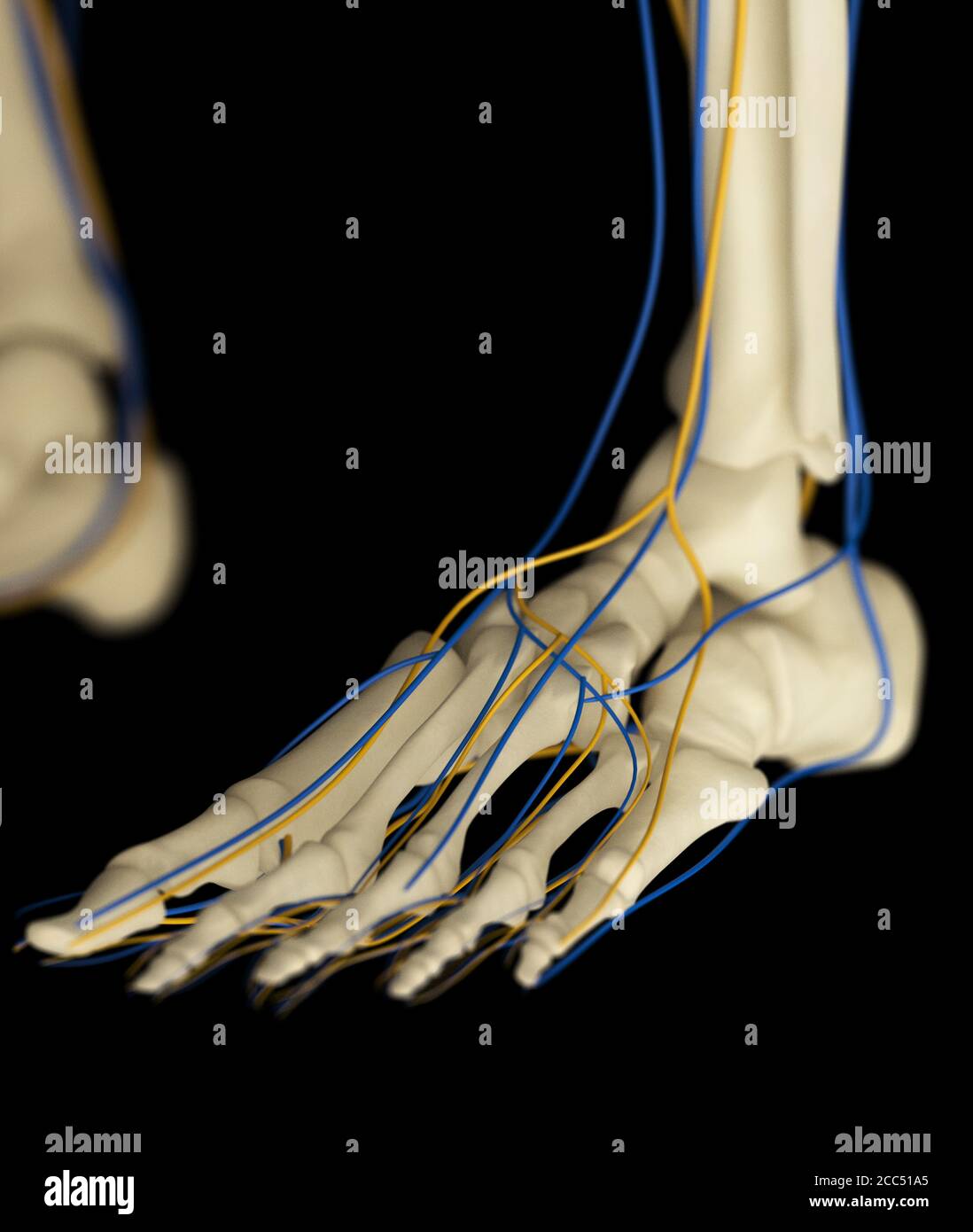 Anatomie humaine squelette et système vasculaire illustration médicale pied, illustration 3d. Banque D'Images