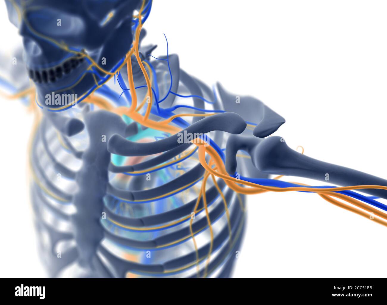 Illustration médicale du squelette de l'anatomie humaine et du système vasculaire, illustration 3d. Banque D'Images