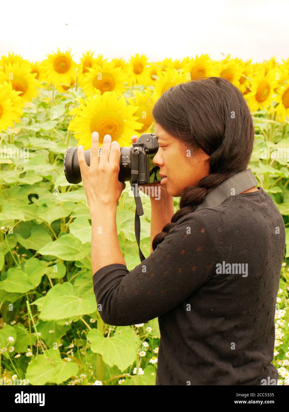 Femme afro-asiatique prenant une photo d'un champ de tournesol. Cette femme passe ses vacances d'été à apprendre à faire de la photographie de la nature. Banque D'Images