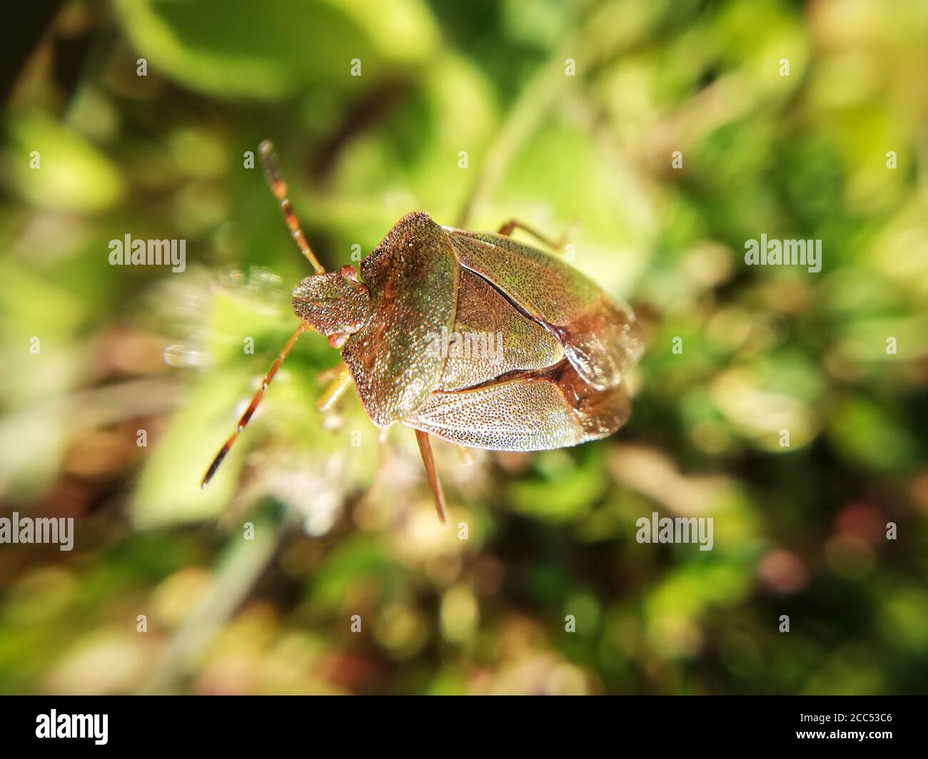 un insecte de protection en gros plan dans le jardin en un temps de sommr Banque D'Images