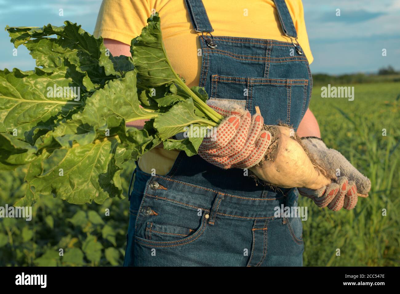 Agricultrice posant dans le champ de betterave à sucre, culture de Beta vulgaris Banque D'Images
