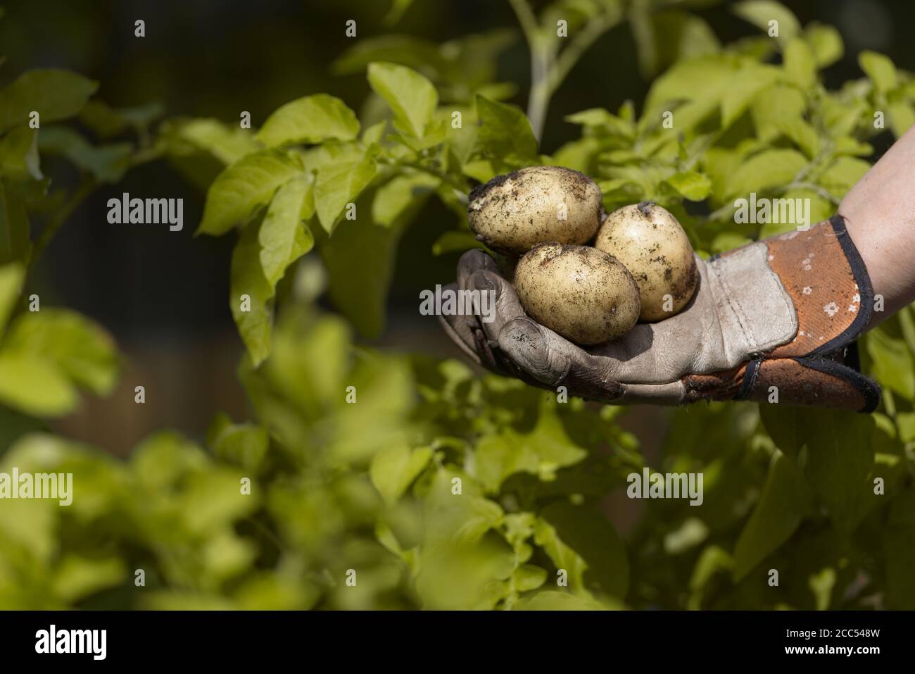 Pommes de terre de semence plantées à la maison maintenues dans un jardin main gantée devant les feuilles jaunes vibrantes des plants de pommes de terre. Vue latérale Banque D'Images
