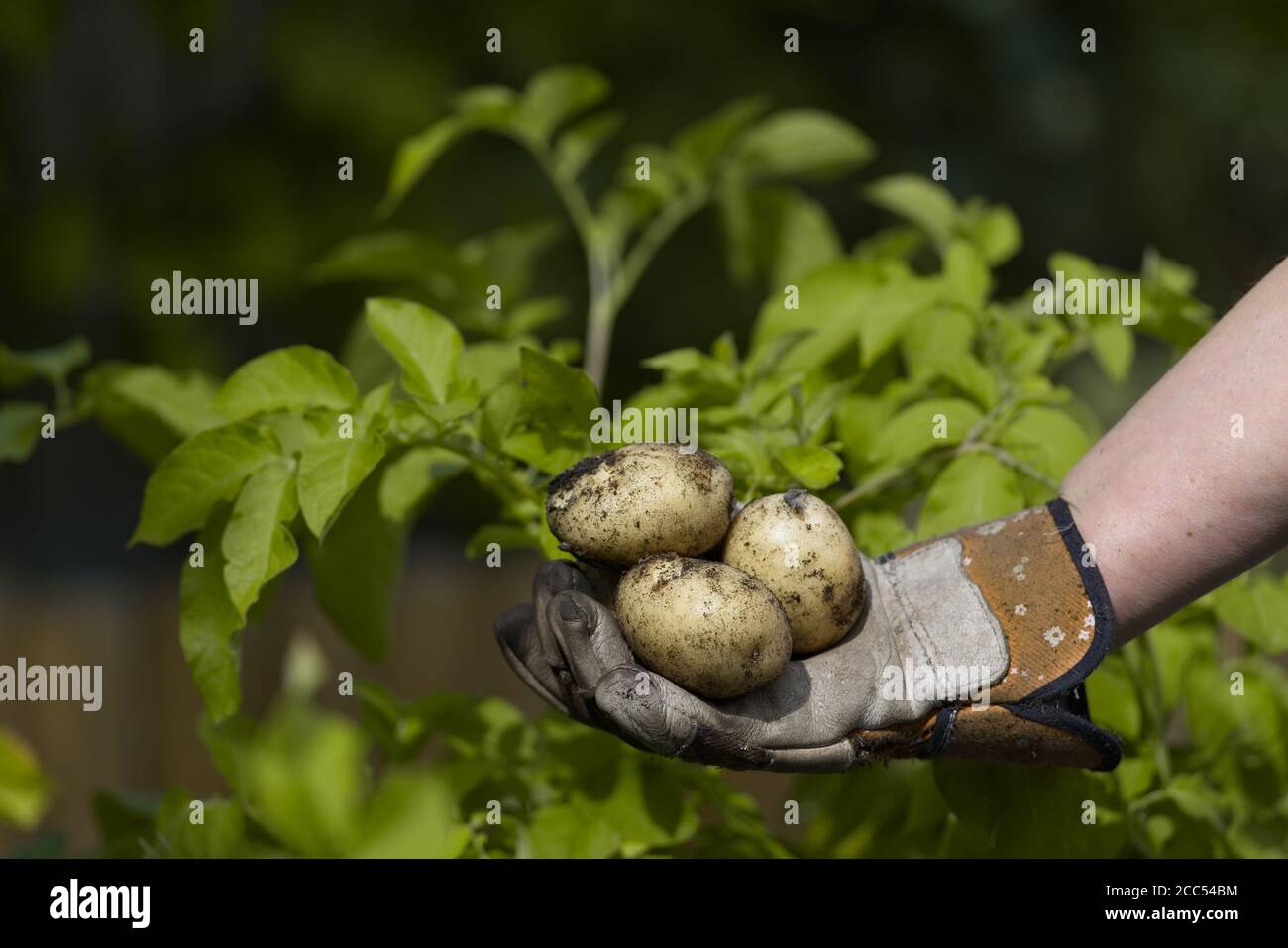 Copiez l'espace au-dessus d'une main gantée de jardin contenant 3 pommes de terre blanches fraîchement cueillies. Feuilles jaunes de la plante de pomme de terre comme arrière-plan. Banque D'Images