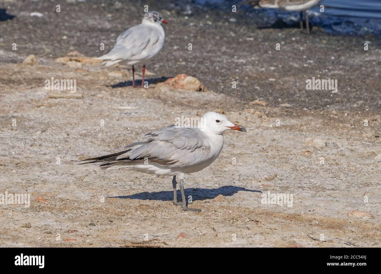 La tête d'Audouin (Ichthyaetus audouinii) se reposant sur un plan de boue, Andalousie, Espagne. Banque D'Images