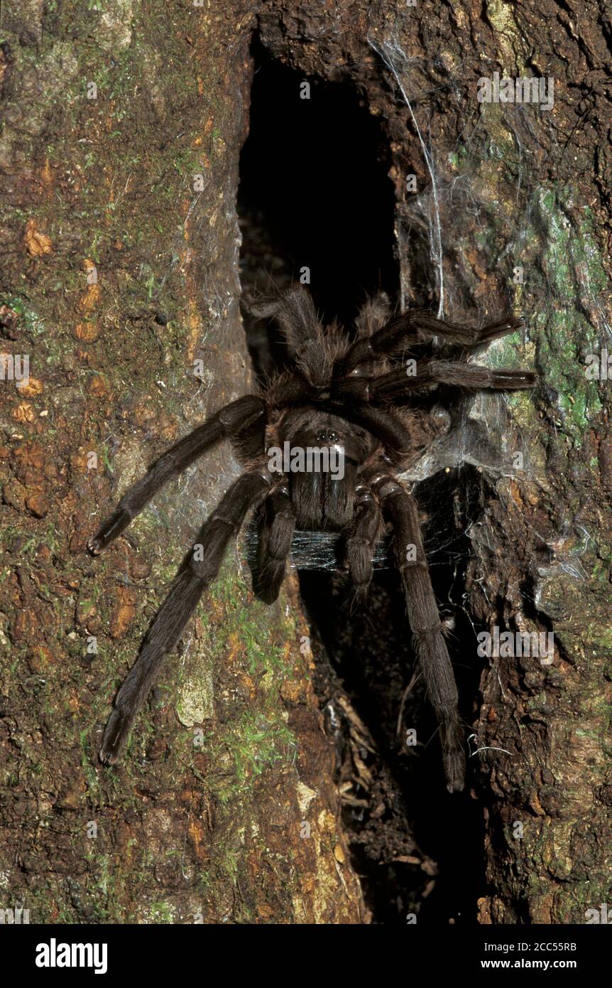 Tarantula noire, (espèce Phlogiellus), par le terrier d'arbre la nuit, Sabah, Bornéo Banque D'Images