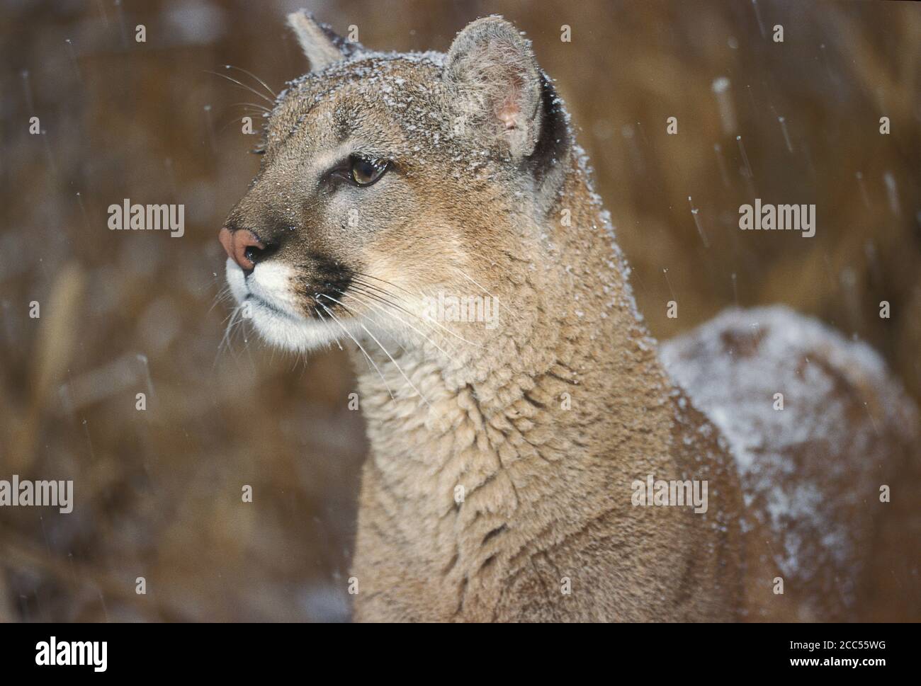 Cougar ou Mountain Lion (Felis concolor), Minnesota, États-Unis, situation contrôlée Banque D'Images