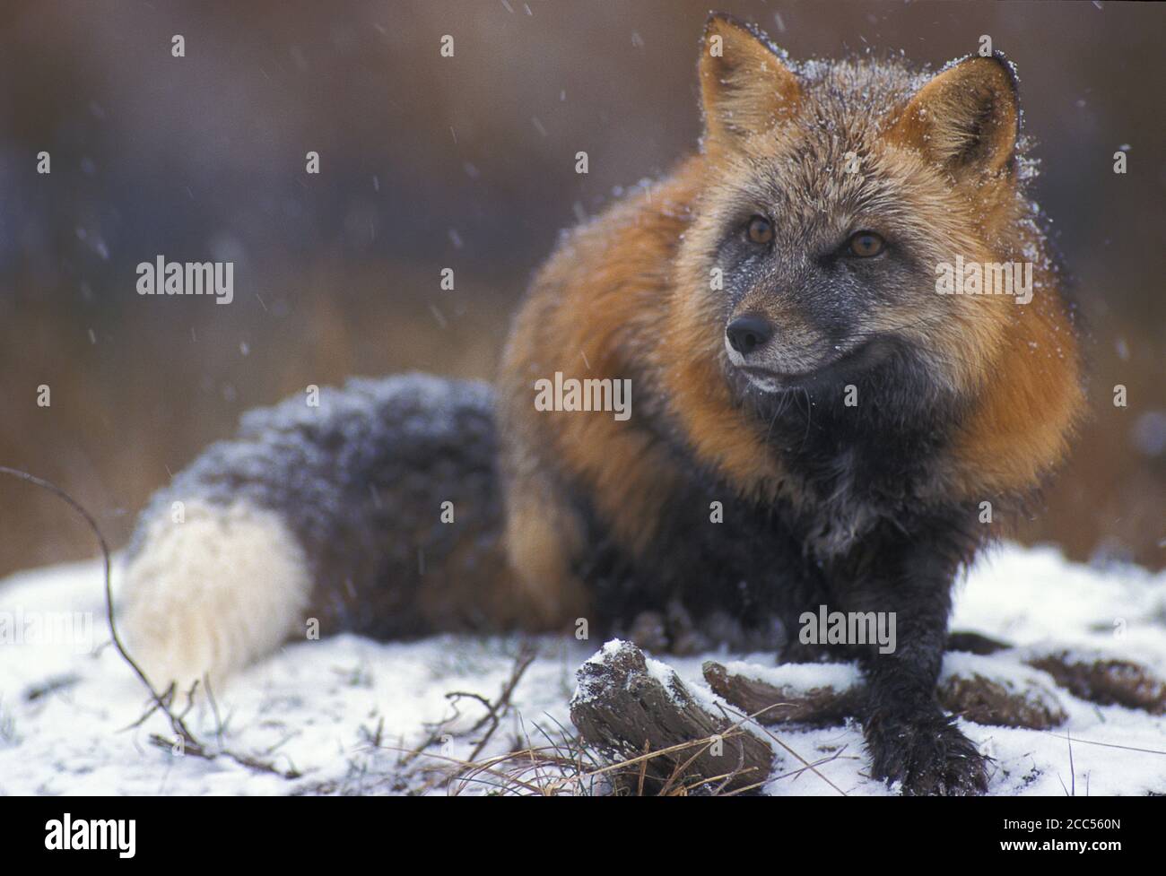 Phase croisée du renard roux (Vulpes fulva), Minnesota, États-Unis, dans la neige, situation contrôlée Banque D'Images