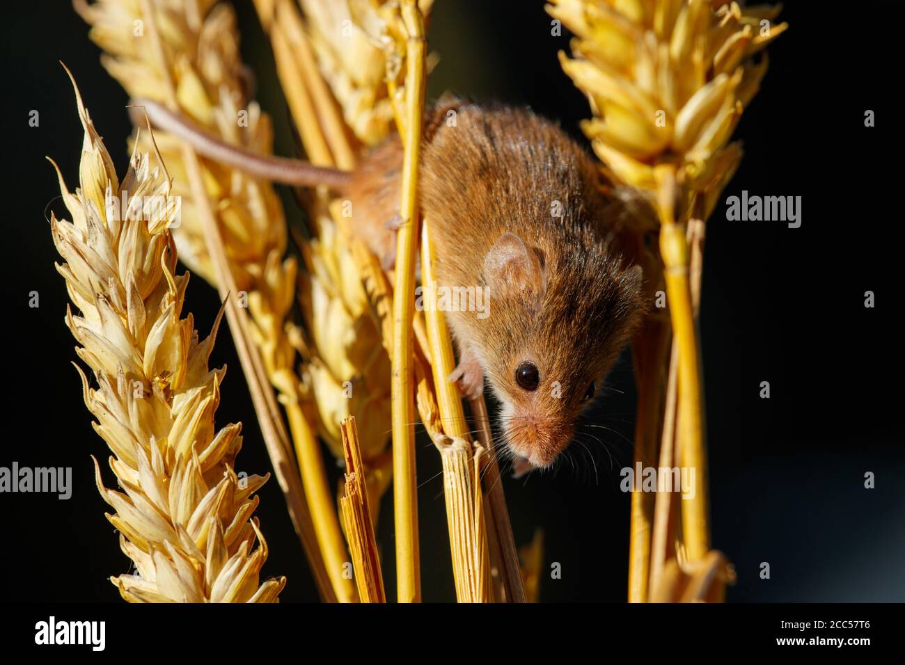 Le domaine ou en bois Souris (Apodemus sylvaticus) Banque D'Images