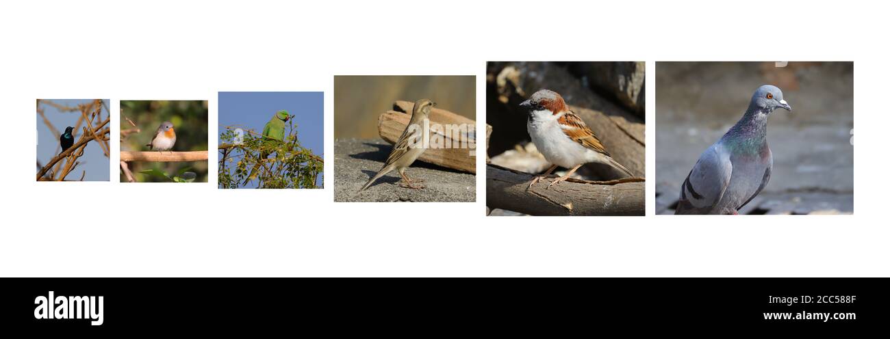Différents types d'images d'oiseaux ( moineau mâle, oiseau clairsemé  femelle, colombe de pigeon, robin à col jaune, colibris, violentear  étincelant, bague nec Photo Stock - Alamy