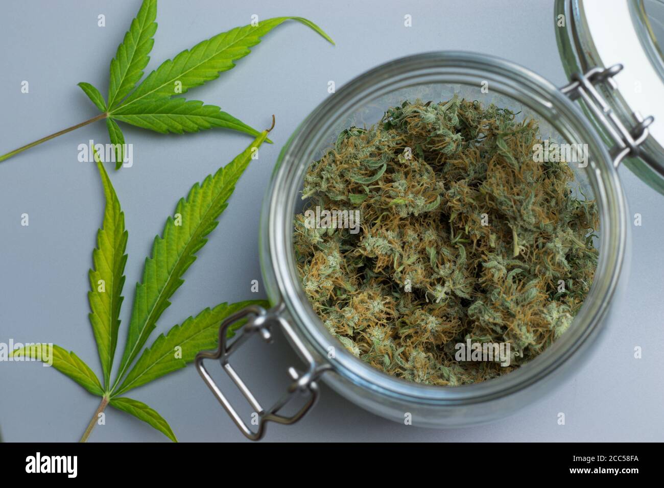 Cannabis en pot vue du dessus, feuille de marijuana sur fond. THC usage médical dans les soins de santé Banque D'Images