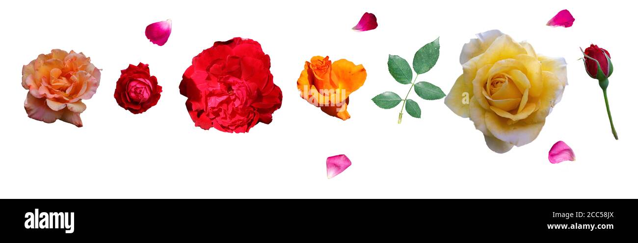Pétales épars de rose rouge et de feuille de rose verte isolat avec différents types de roses fleurs isolées fond blanc ( jaune, orange, rose , Banque D'Images