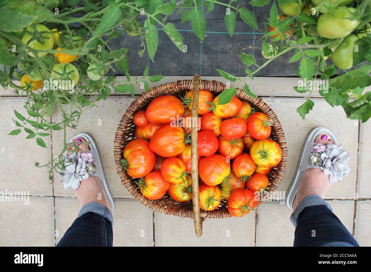 Récolte de tomates cueillant dans la maison verte. Grande tomate de bœuf dans le panier Banque D'Images