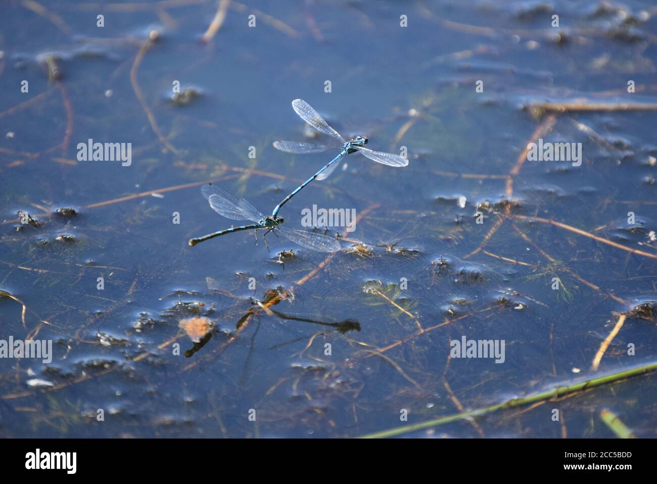 Des damselflies qui pondent des œufs Banque D'Images