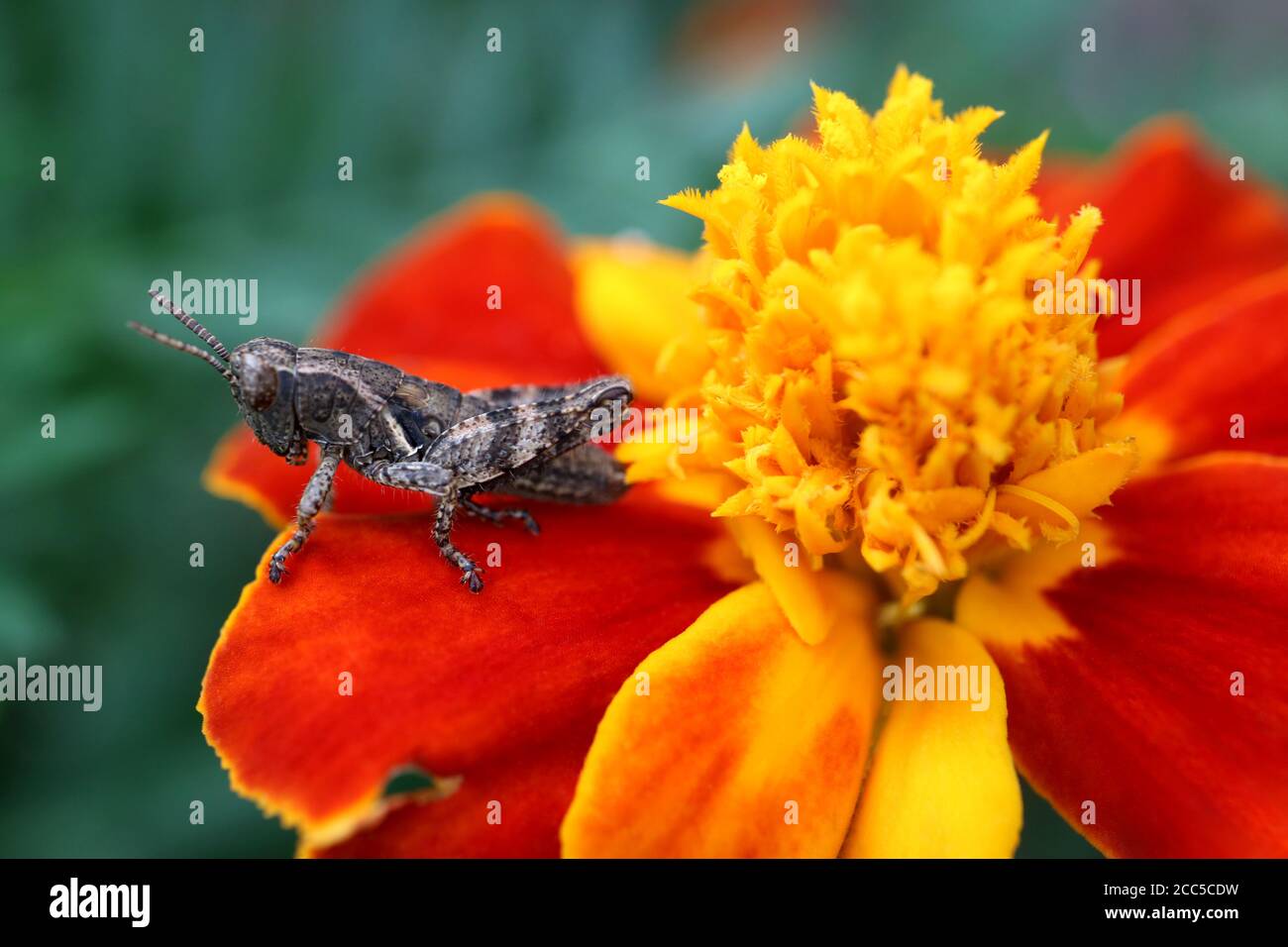 Insecte de cricket sur le marigold rouge-jaune, cricket brun sur le pétale rouge du marigold dans le jardin, la faune insecte sur fleur, cricket sur marigold macro, floral Banque D'Images