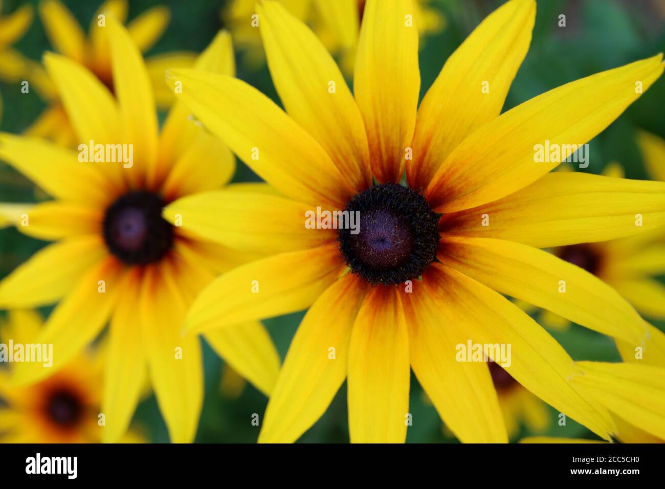 Fleur conique rudbeckia, fleur conique rudbeckia bi color est un génie végétal dans la famille des tournesol, fleur conique avec des pétales de couleur jaune et rouge, floral Banque D'Images