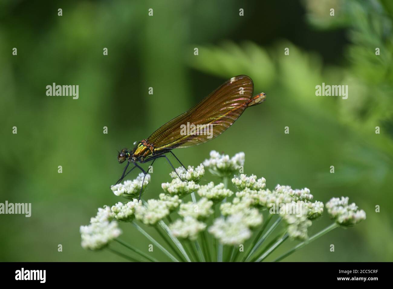 Femelle Demoiselle Agrion en profil Banque D'Images