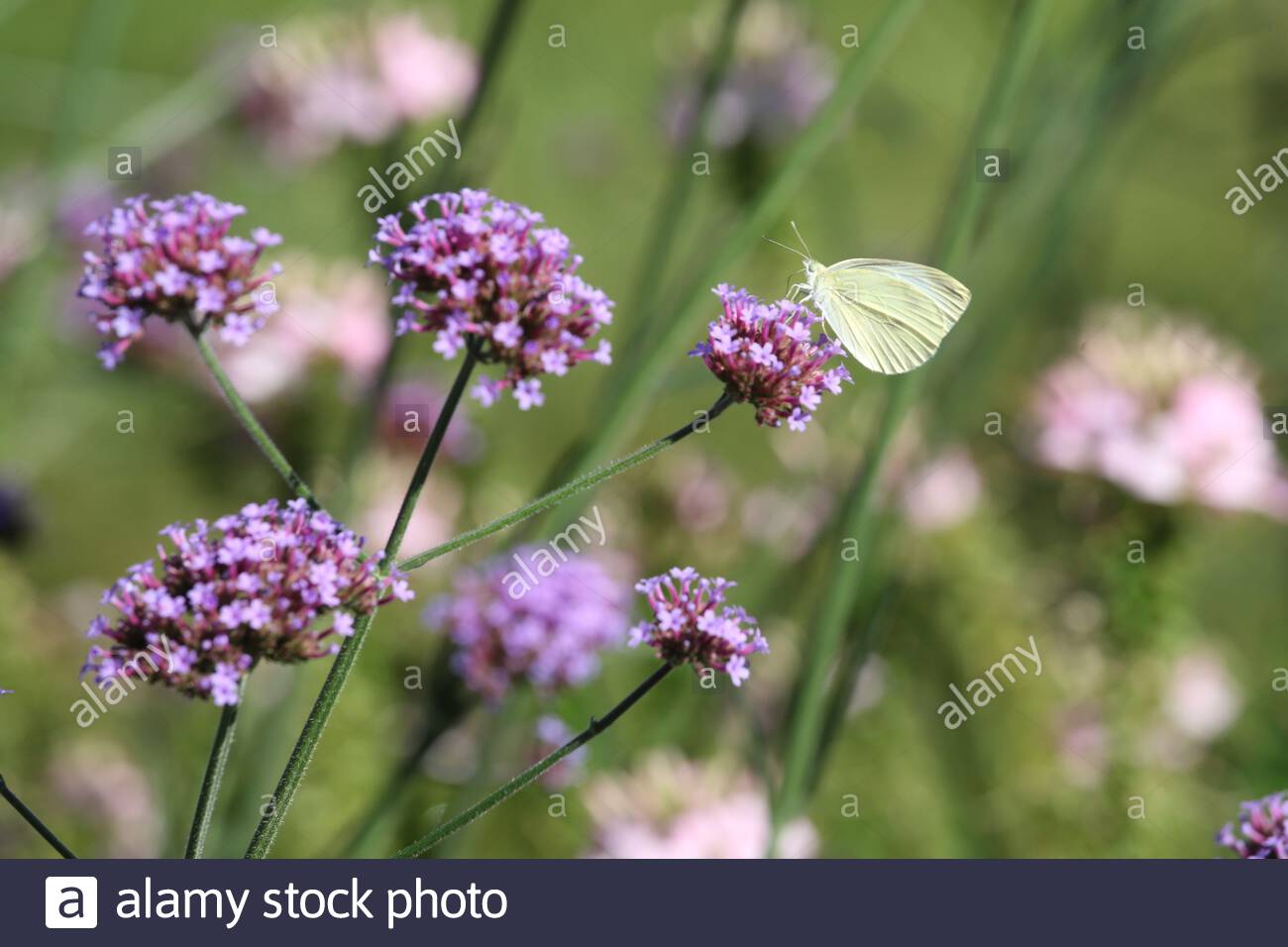 La belle fleur de verveine violette attire les butterlies dans un jardin à Coburg, en Allemagne ce matin Banque D'Images