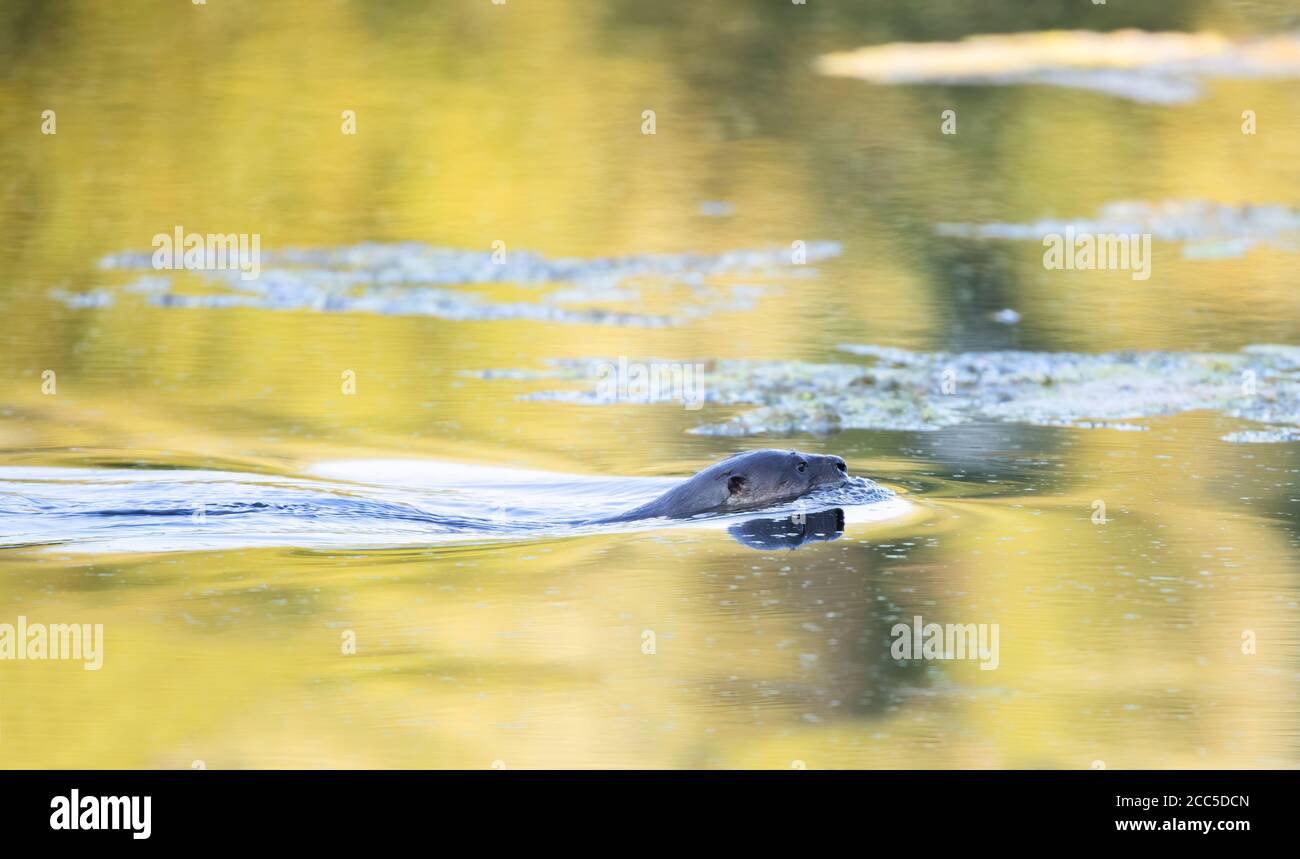 Jeune loutre de rivière nageant dans un étang local près d'Ottawa, Canada Banque D'Images