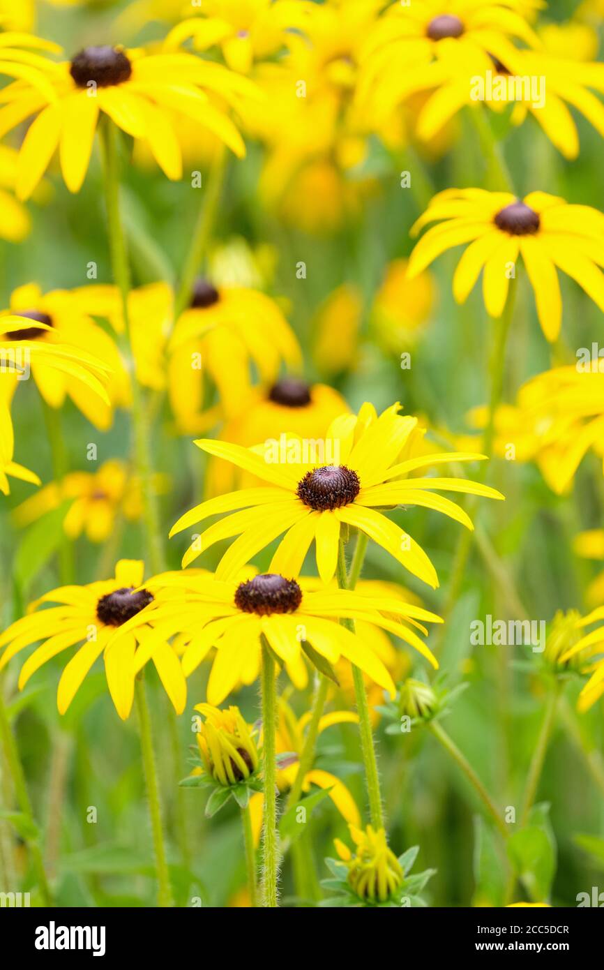 Susan à yeux noirs, Rudbeckia fulgida var. Deamii. Fleur de coléon du DEAM. Rudbeckia deamii. Fleurs jaunes Banque D'Images