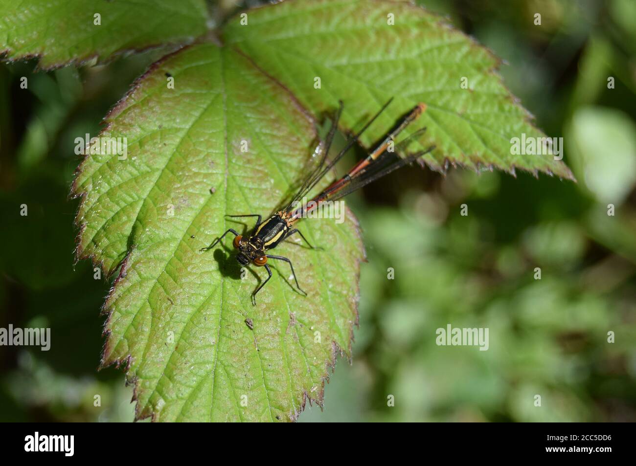 Large Red Libellule sur feuille de mûrier Banque D'Images