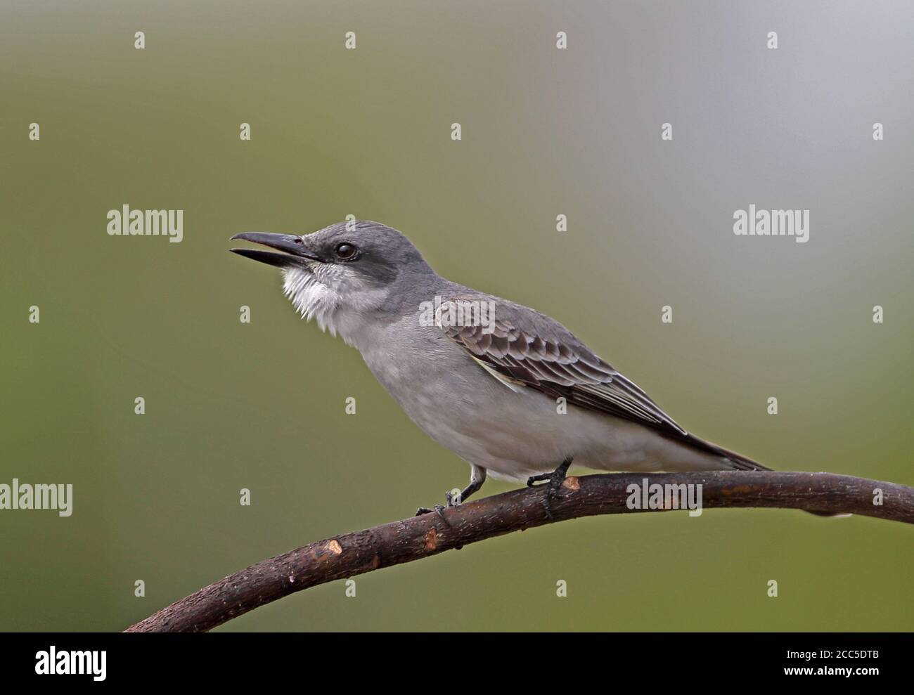 Oiseau gris (Tyrannus dominicensis dominicensis) adulte perché sur une branche mince de la guêpe Cayo Coco, Cuba Mars Banque D'Images