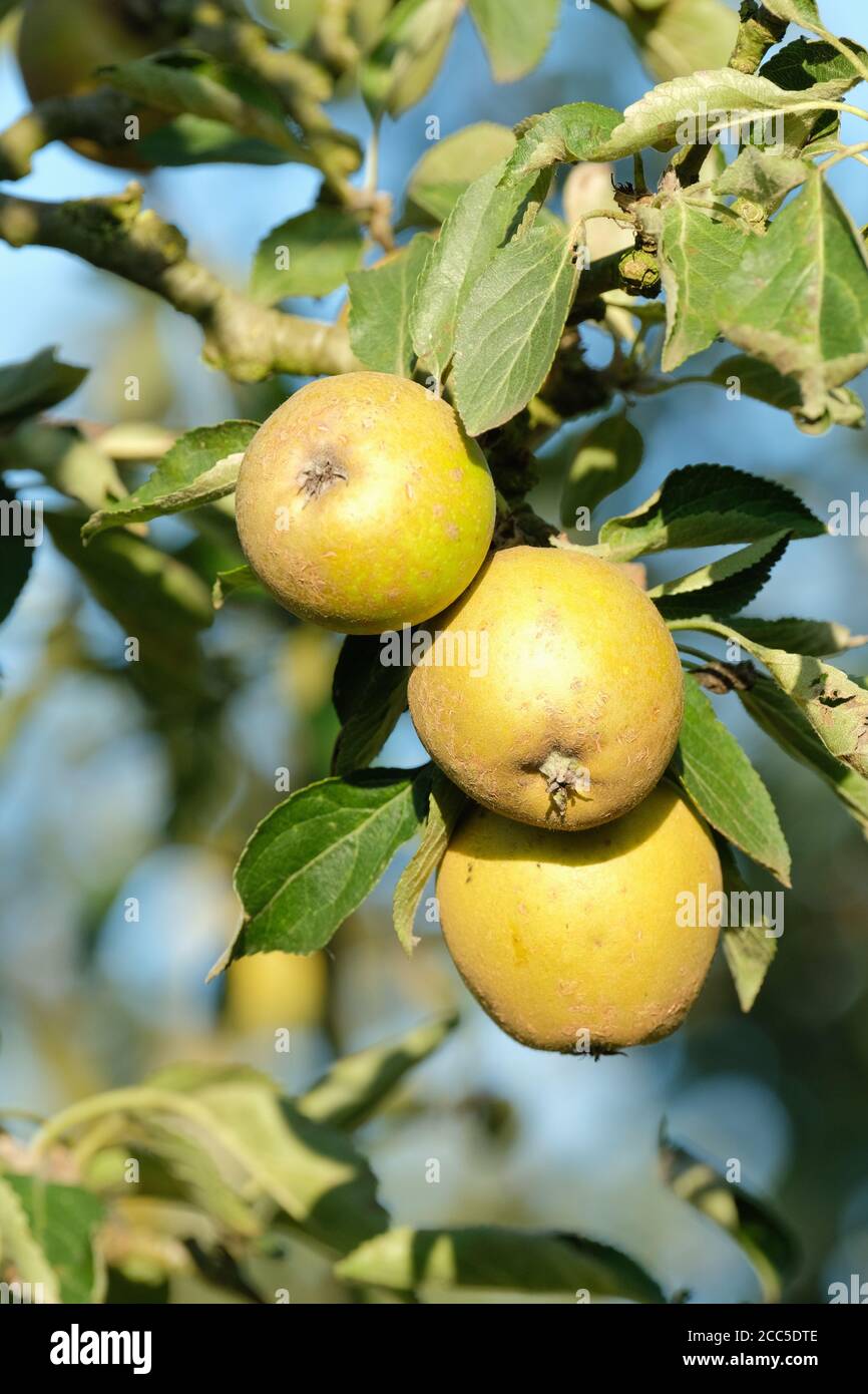 Pomme Merton Russet. Malus domestica 'Merton Russet'. Pommes mûres poussant sur l'arbre à la fin de l'été Banque D'Images