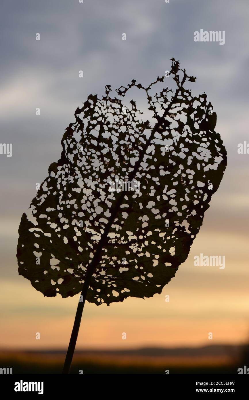 Feuille squelette Banque D'Images