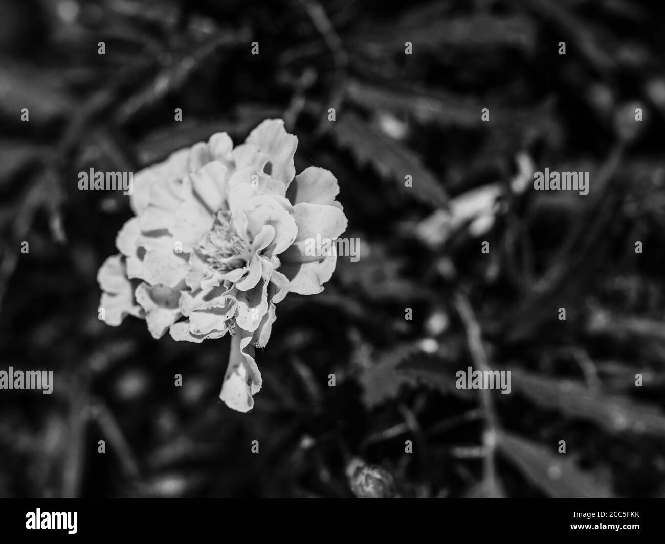 Bloomin tagetes dans le jardin. Fleurs du jardin Tagetes. Fleurs magiques populaires odorantes. Photo en noir et blanc Banque D'Images
