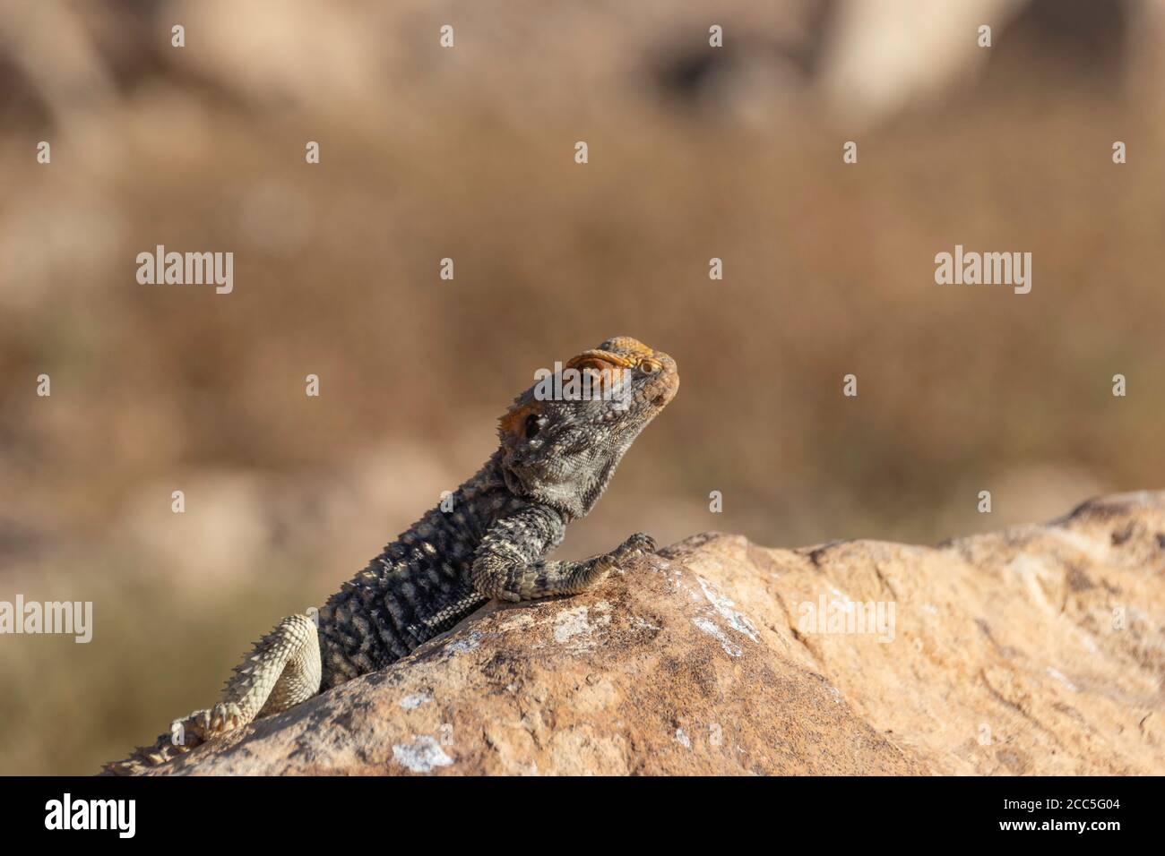 Un lézard noir se prélassant au soleil sur un rocher sur fond de montagnes du cratère Ramon. Israël Banque D'Images