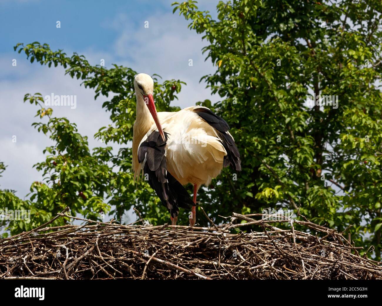 Porc blanc; debout dans un grand nid, Ciconia ciconia; blanc; noir; bec rouge; faune; oiseaux; animaux, Storks et loutres centre de réintroduction; Alsace Banque D'Images