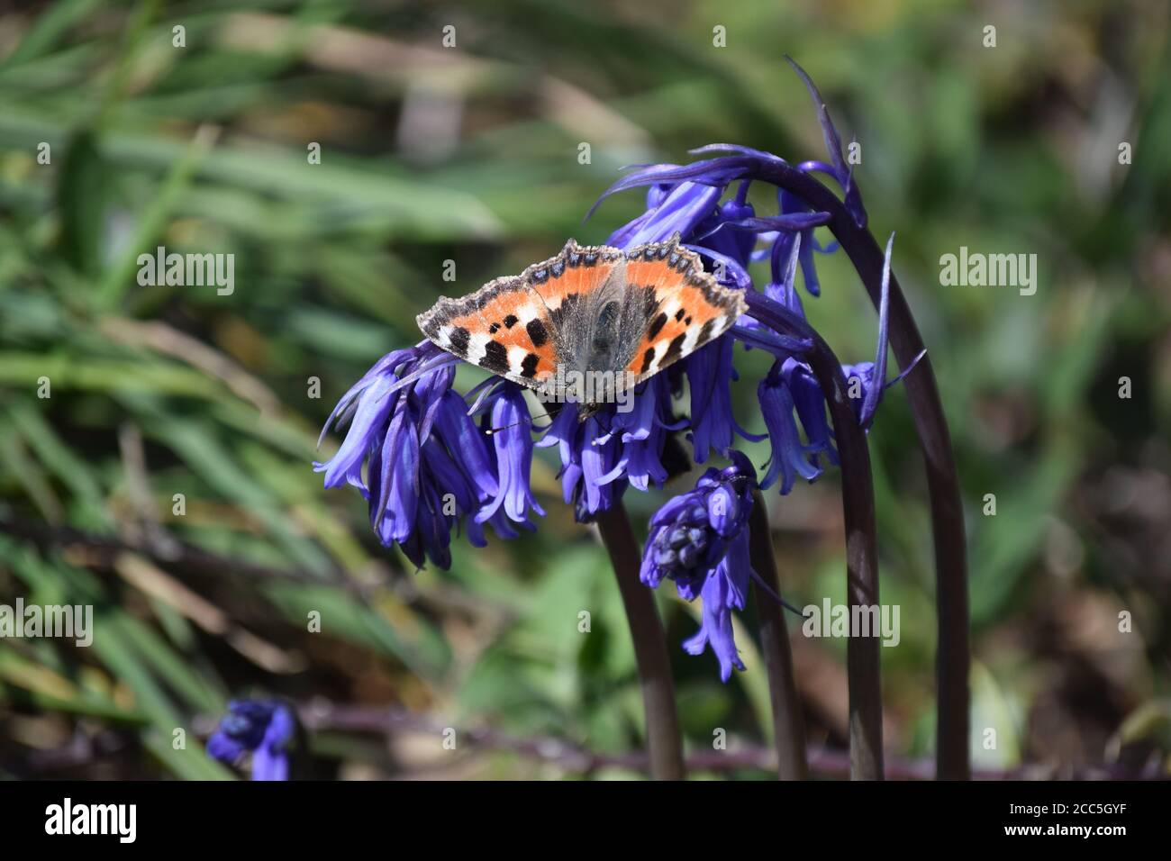 Petit Tortoiseshell sur des cloches Banque D'Images