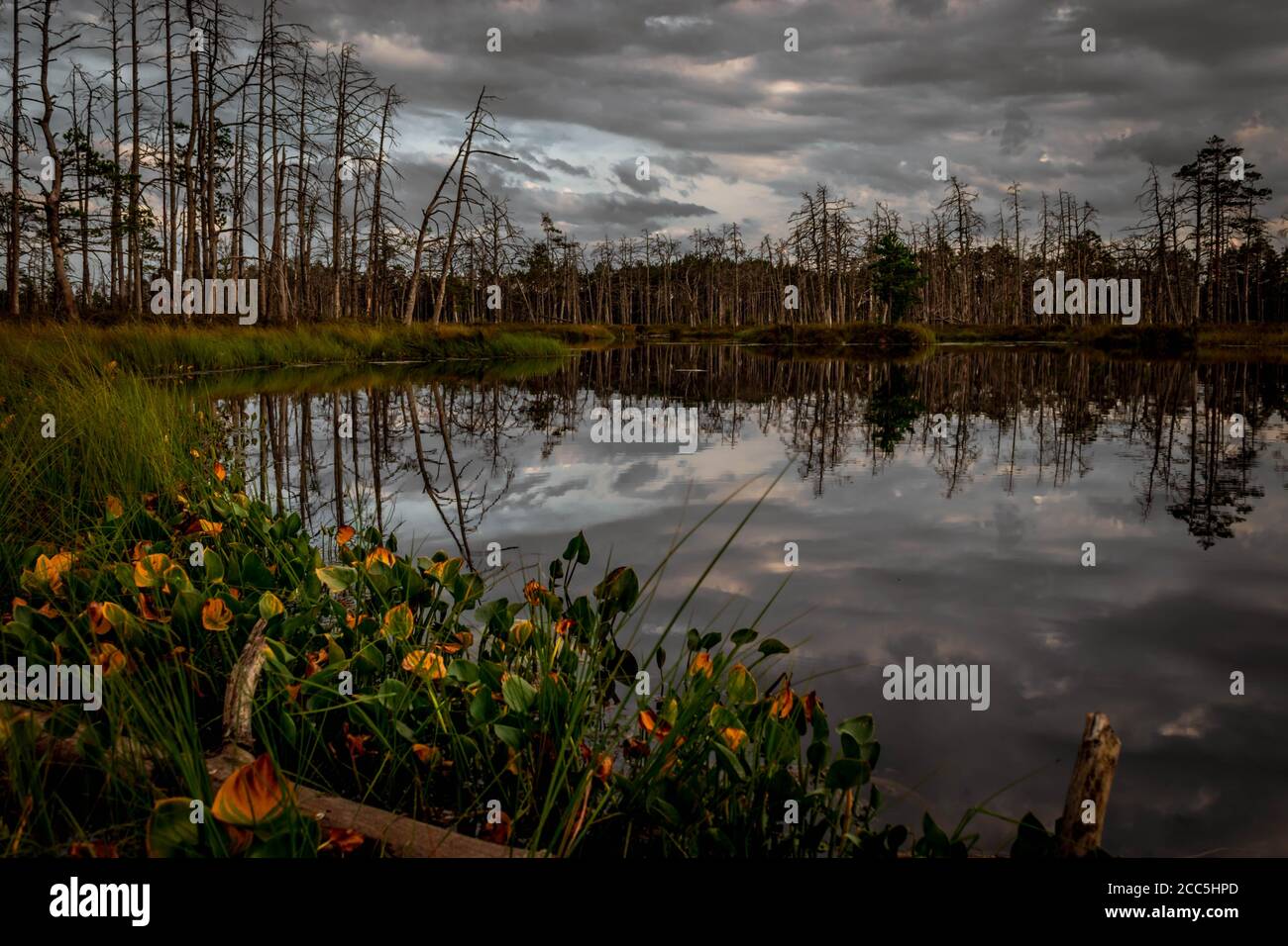 Lac à tourbières reflétant des arbres secs par un jour sombre avec des feuilles d'arum d'eau colorées et une branche d'arbre séchée au premier plan. Banque D'Images