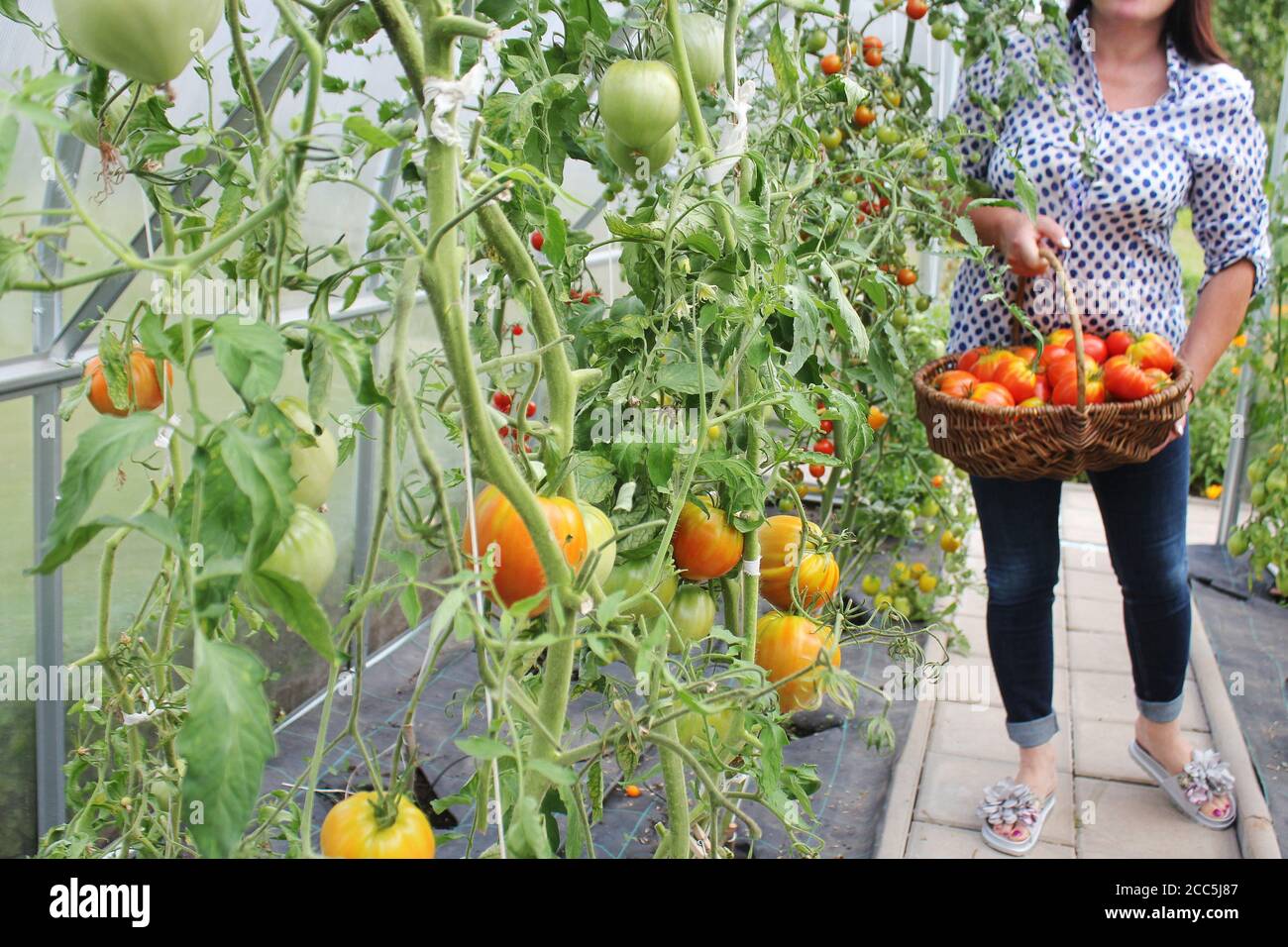 Récolte de tomates cueillant dans la maison verte. Grosse tomate de bœuf dans les mains de la femme Banque D'Images