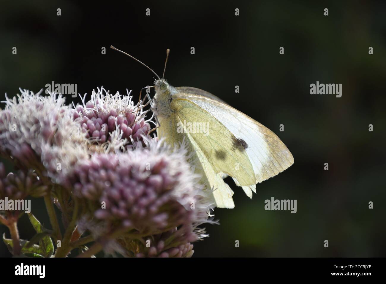 Petit blanc en forme de sac Banque D'Images