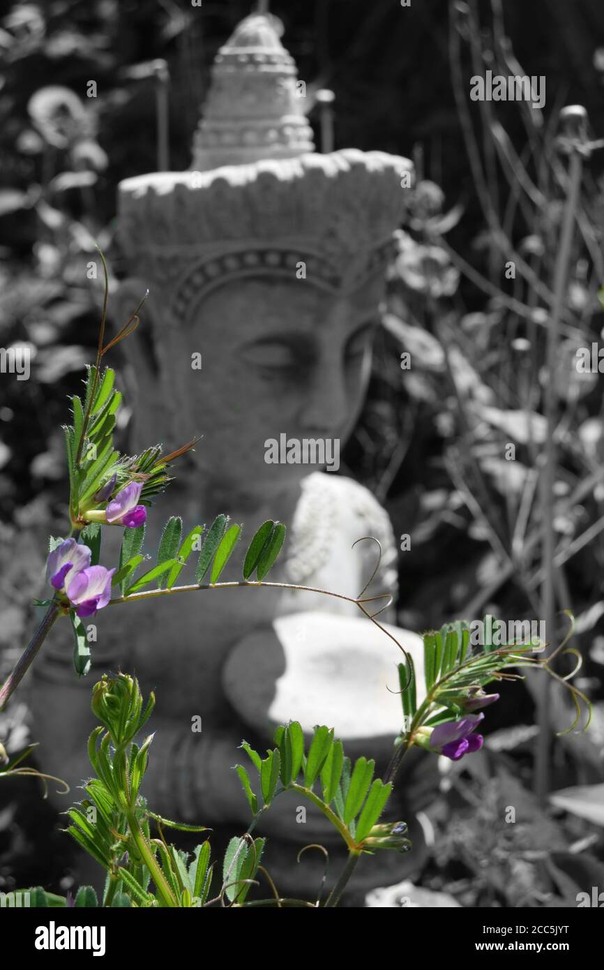 Bouddha et vesce Banque D'Images
