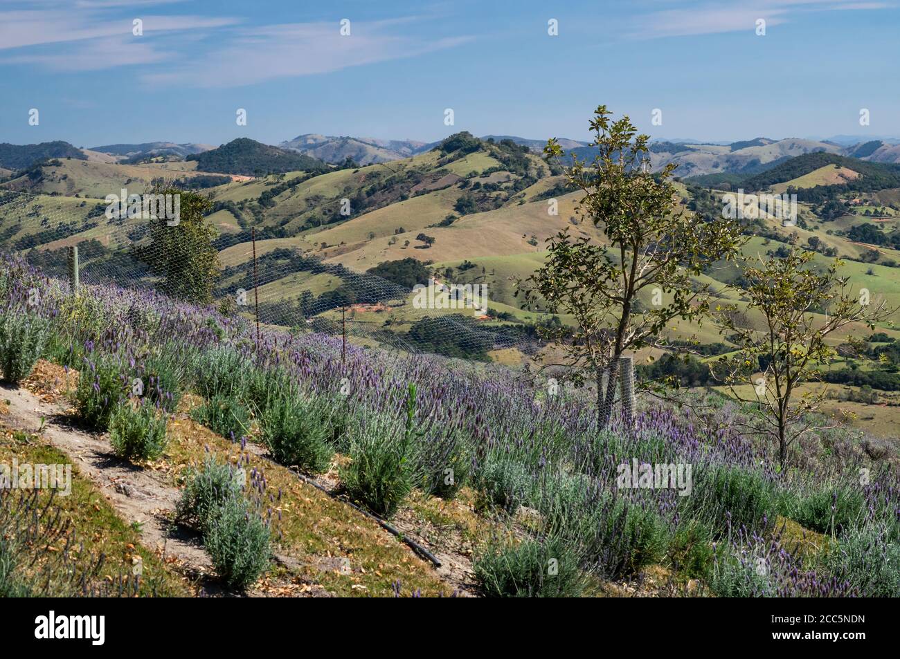 Plantation de champs de lavande cultivée sur une colline de la ferme 'O Lavandario' avec le paysage montagneux de Cunha à l'arrière-plan. Banque D'Images