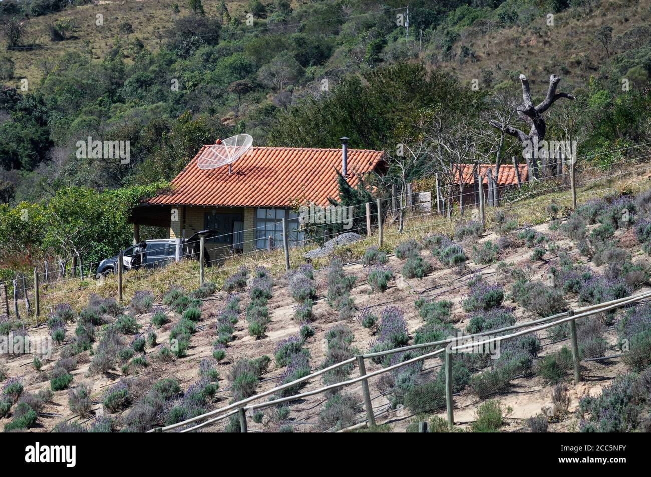 Vue partielle sur la plantation de champs de lavande de la ferme O Lavandario avec la maison de gardien de ferme à l'arrière-plan, à proximité d'une grande colline. Banque D'Images