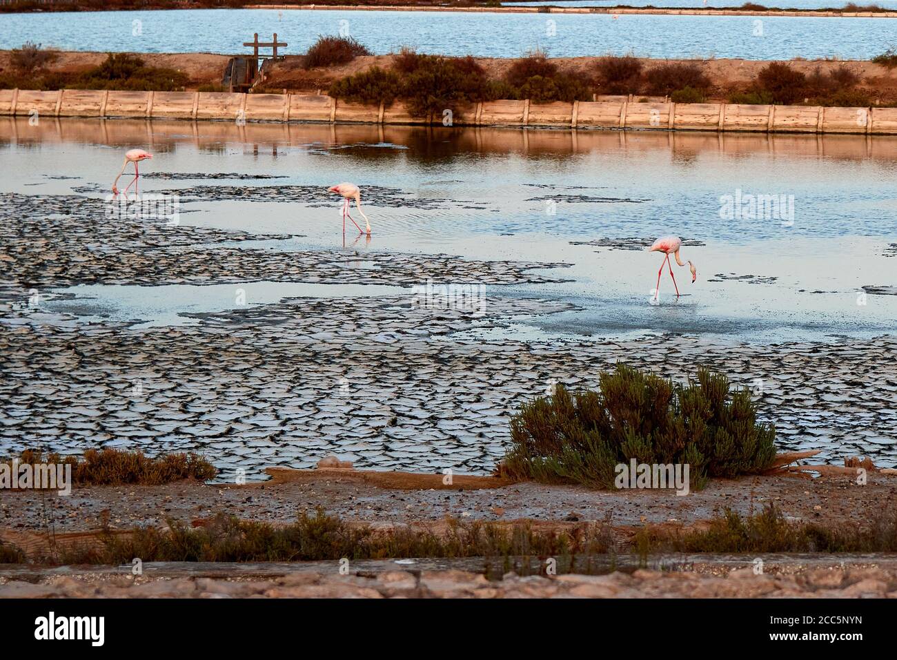 Étangs de Molentargius dans la Sardaigne, chasse photo aux flamants roses Banque D'Images Étangs de Molentargius dans la Sardaigne, chasse photo aux flamants roses Banque D'Images