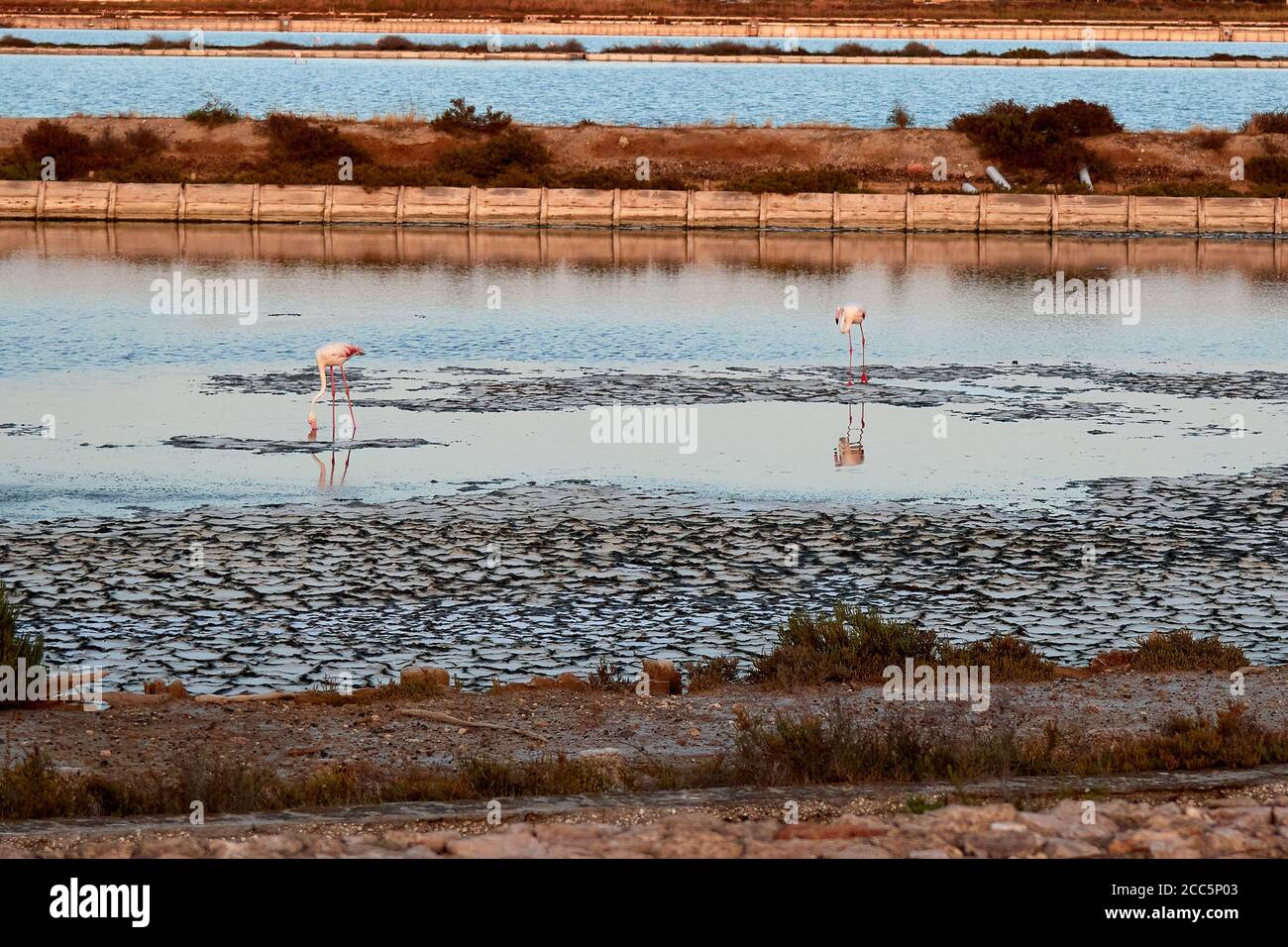 Étangs de Molentargius dans la Sardaigne, chasse photo aux flamants roses Banque D'Images Étangs de Molentargius dans la Sardaigne, chasse photo aux flamants roses Banque D'Images